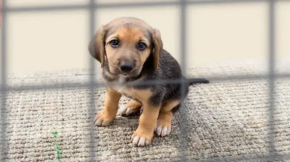 عملیات زنده گیری سگ های بلاصاحب توسط شهرداری تهران