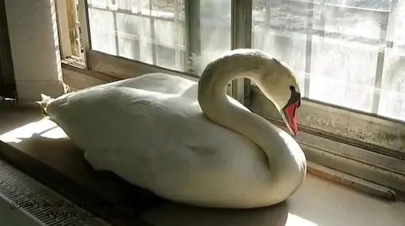 نجات یک قطعه قوی مهاجر توسط عوامل راهداری و حمل و نقل جاده ای استان همدان + فیلم و عکس