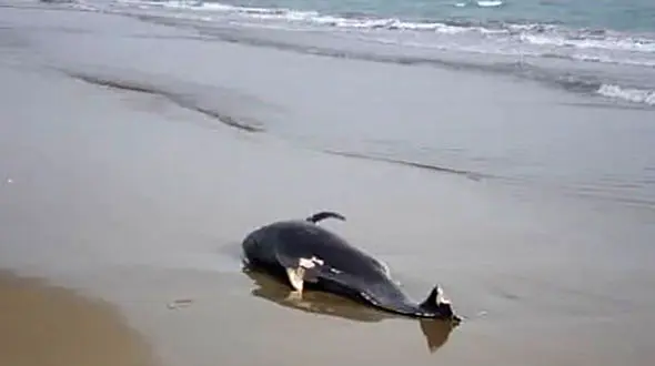 دردناکترین صحنه در ساحل جاسک ! + عکس