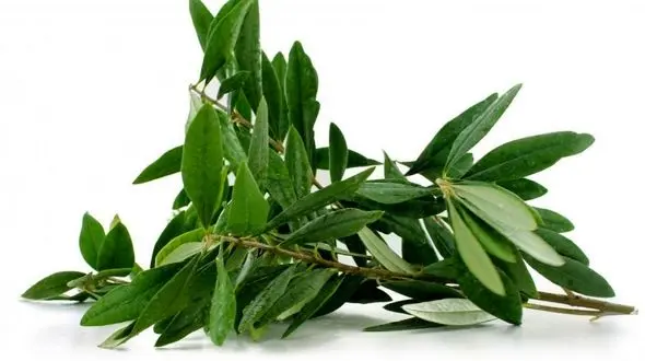 با عصاره برگ زیتون این بیماری پوستی قابل درمان است