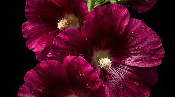 تفسیر فال حافظ امروز 13 بهمن 