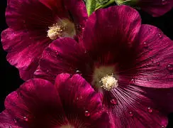 تفسیر فال حافظ امروز 13 بهمن 