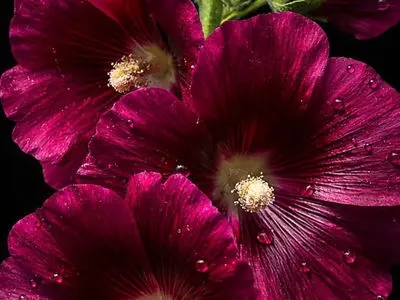 تفسیر فال حافظ امروز 13 بهمن 