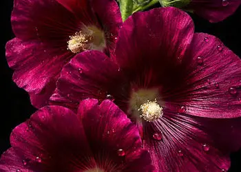 تفسیر فال حافظ امروز 13 بهمن 