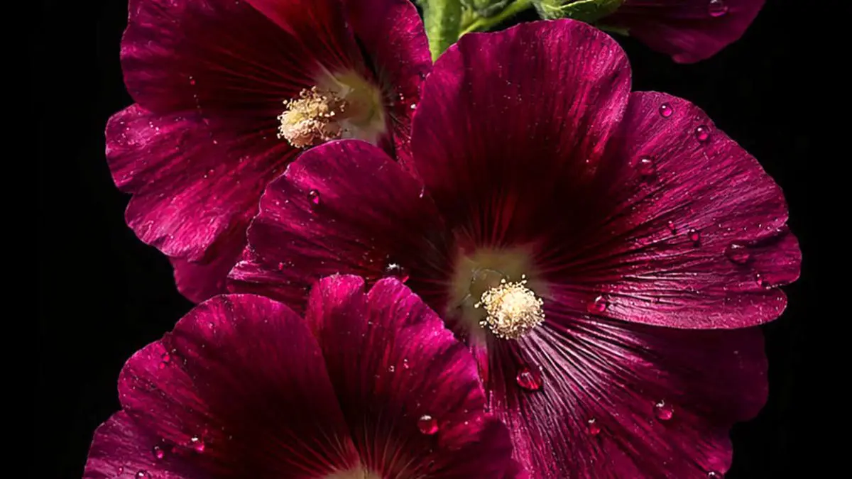 تفسیر فال حافظ امروز 13 بهمن