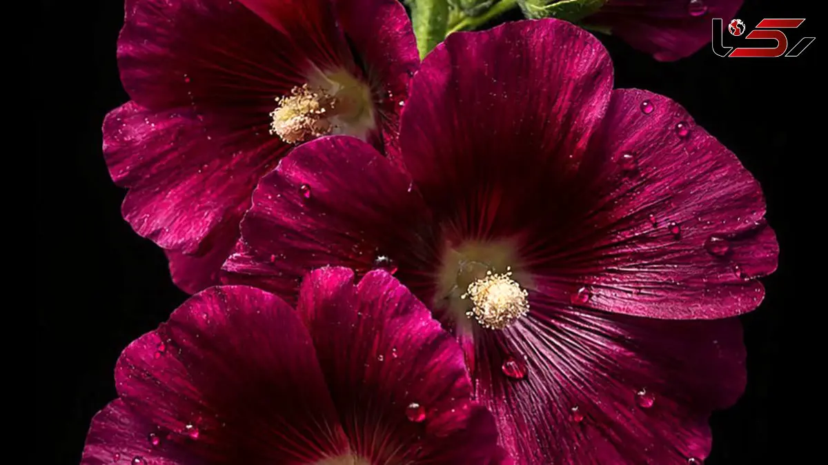 تفسیر فال حافظ امروز 13 بهمن 