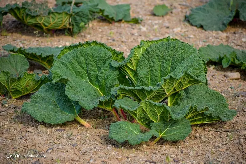 دشت زیبای ریواس 9