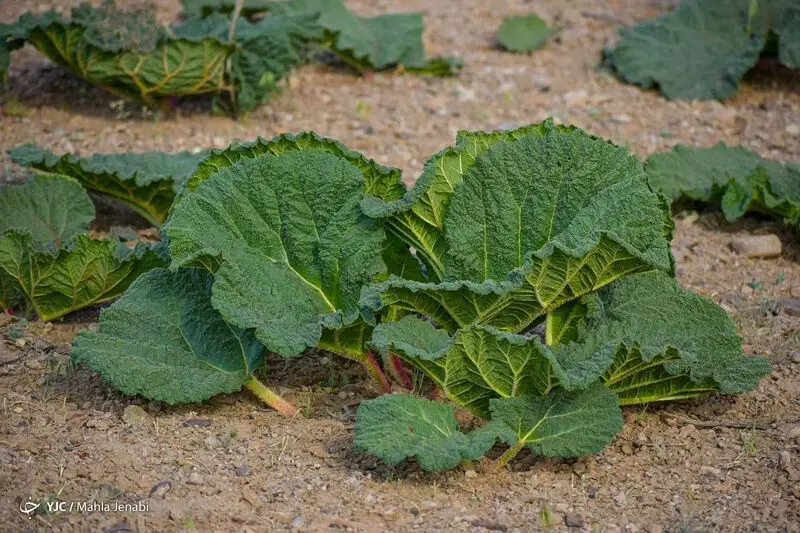 دشت زیبای ریواس 9