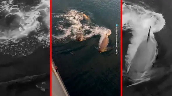 فیلم تعقیب هولناک پنگوئن توسط نهنگ های قاتل