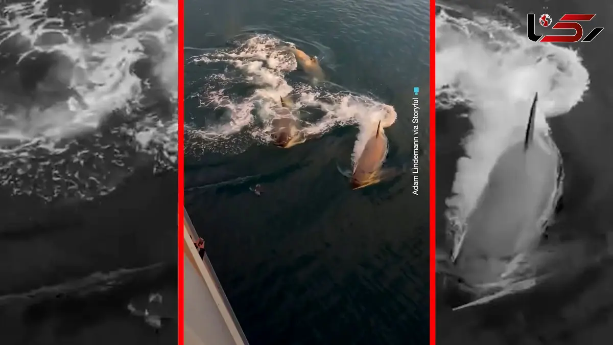 فیلم تعقیب هولناک پنگوئن توسط نهنگ های قاتل