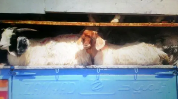 سرنوشت 50 راس گوسفند قاچاق در تایباد 