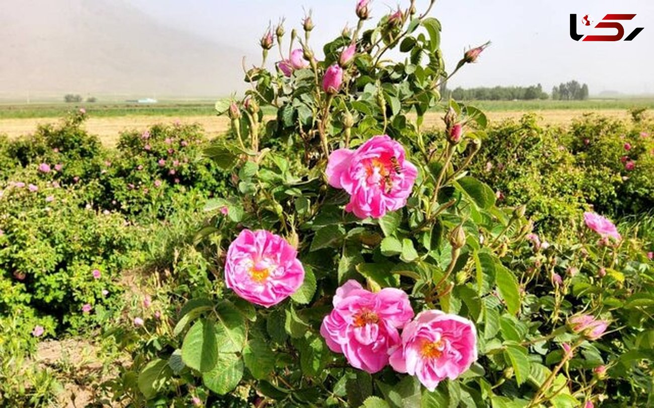 بیش از هزار تن محصول از گلستان‌های گل محمدی لرستان برداشت می‌شود