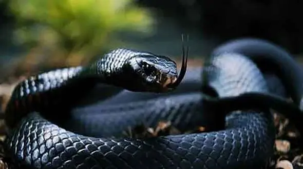 بدترین سگ کشی برای خوراندن به مار خانگی ! + فیلم