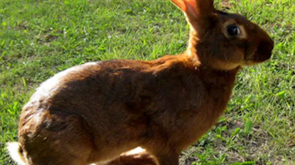 از تعقیب و گریز پلنگ برفی تا فرار خرگوش از چنگال عقاب