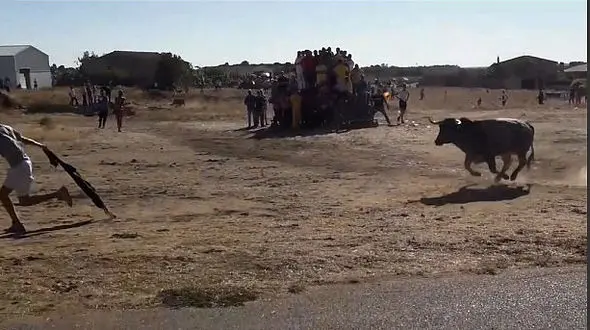 بازی با گاو خشمگین این بار جوان 33 روستایی را راهی بیمارستان کرد + فیلم و عکس