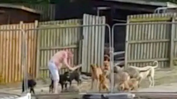 محاکمه به خاطر آزار وحشیانه توله سگ ها + تصاویر 