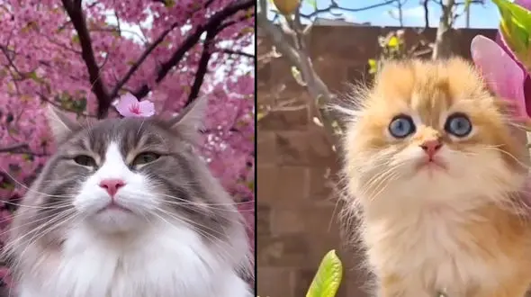 زیباترین گربه ها در دل طبیعت + فیلم 