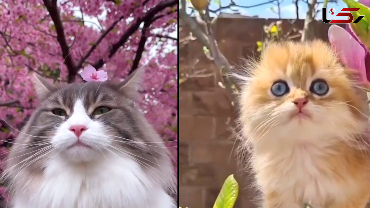 زیباترین گربه ها در دل طبیعت + فیلم 