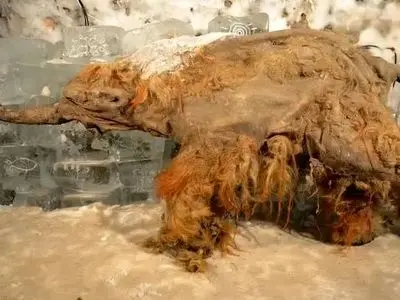 ماموت یخ‌ زده زبان به سخن گشود: کشف شگفت‌ انگیز RNA باستانی!