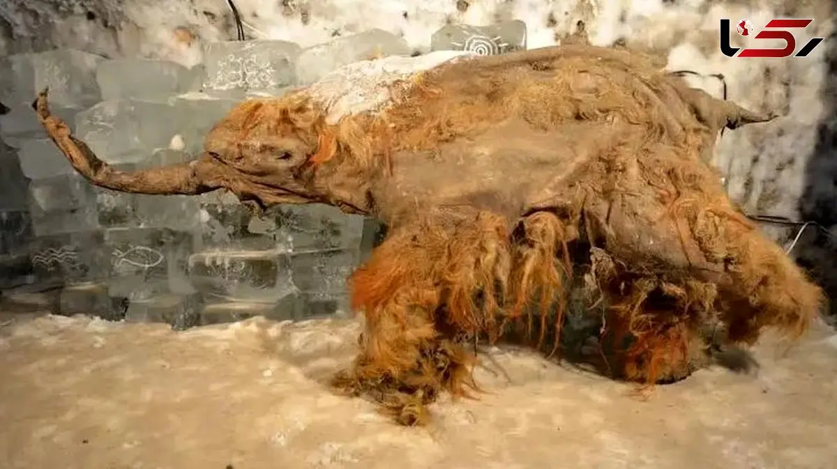 ماموت یخ‌ زده زبان به سخن گشود: کشف شگفت‌ انگیز RNA باستانی!