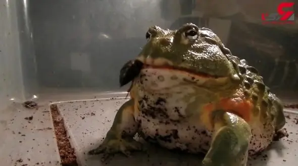 قورباغه وحشتناک و عجیبی که به هیچ حیوانی رحم نمی کند + فیلم