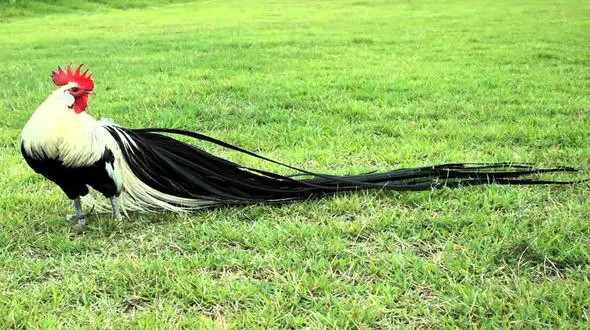 عجیب ترین خروس را ببینید + فیلم