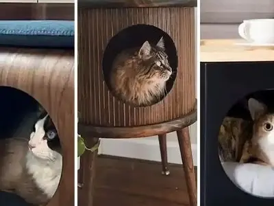 باکس چوبی مخصوص حیوانات | تجربه‌ ای بهتر برای نگهداری پت