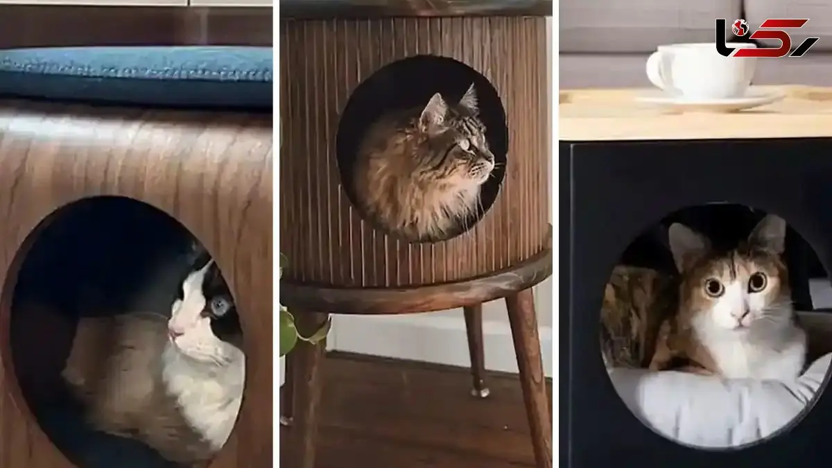 باکس چوبی مخصوص حیوانات | تجربه‌ ای بهتر برای نگهداری پت