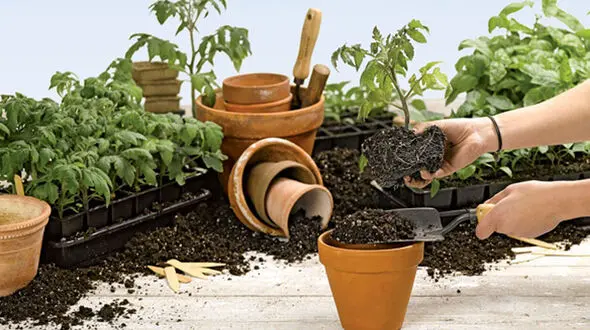 راهکار ساده برای تعویض گلدان + فیلم