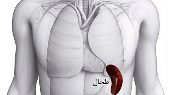علت بزرگ شدن طحال چیست؟ / جدول و درمان + فیلم