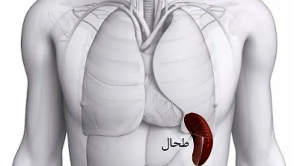 علت بزرگ شدن طحال چیست؟ / جدول و درمان + فیلم