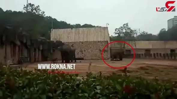 له شدن کارگر باغ وحش زیر دست و پای فیل عصبانی+فیلم