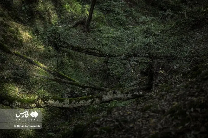 تمرین و آموزش های تخصصی رزم در جنگل توسط بسیجیان یگان ویژه فاتحین تهران بزرگ در جنگل‌های شمال کشور