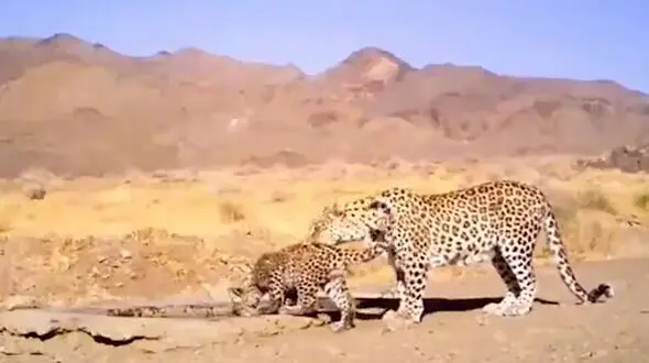 فیلم بی نظیر از پلنگ مادر و توله اش در سمنان