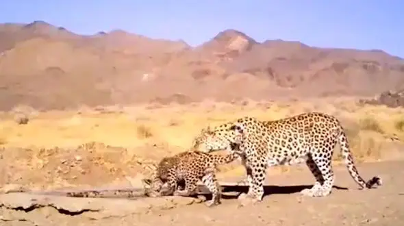  یوزپلنگ‌ های شناسنامه‌دار توران کمتر از ۲۰ قلاده هستند+ فیلم 