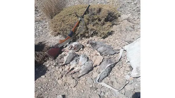 شکارچی کبک در طالقان شکار قانون شد