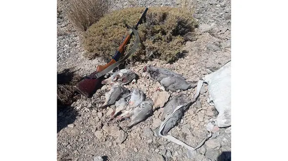 شکارچی کبک در طالقان شکار قانون شد