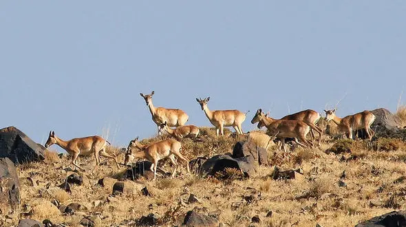 فیلم میش‌های وحشی پلنگ دره قم / ببینید