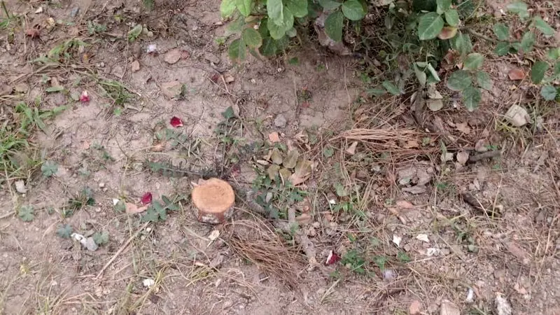 قطع درختان در موزه آبگینه (2)