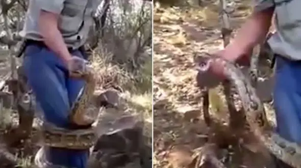 صحنه‌ای دیدنی از  چنبره زدن مار به دور  انسان + فیلم