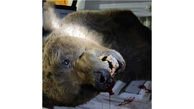 کشته شدن خرس قهوه ای در پارک ملی گلستان / عکس 14+