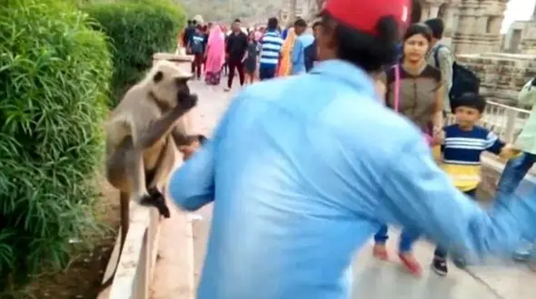 سیلی محکم یک  توریست به صورت میمون +فیلم