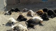 مرد انتقامجو 400  گوسفند را کشت / در صالح آباد رخ داد