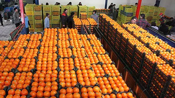 تعیین اتحادیه تعاونی روستایی استان گیلان، بعنوان مباشرتوزیع میوه طرح تنظیم بازار نوروز1401