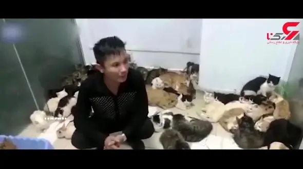 کشف صد‌ها گربه ولگرد که قرار بود شامی لذیذ شوند + فیلم 