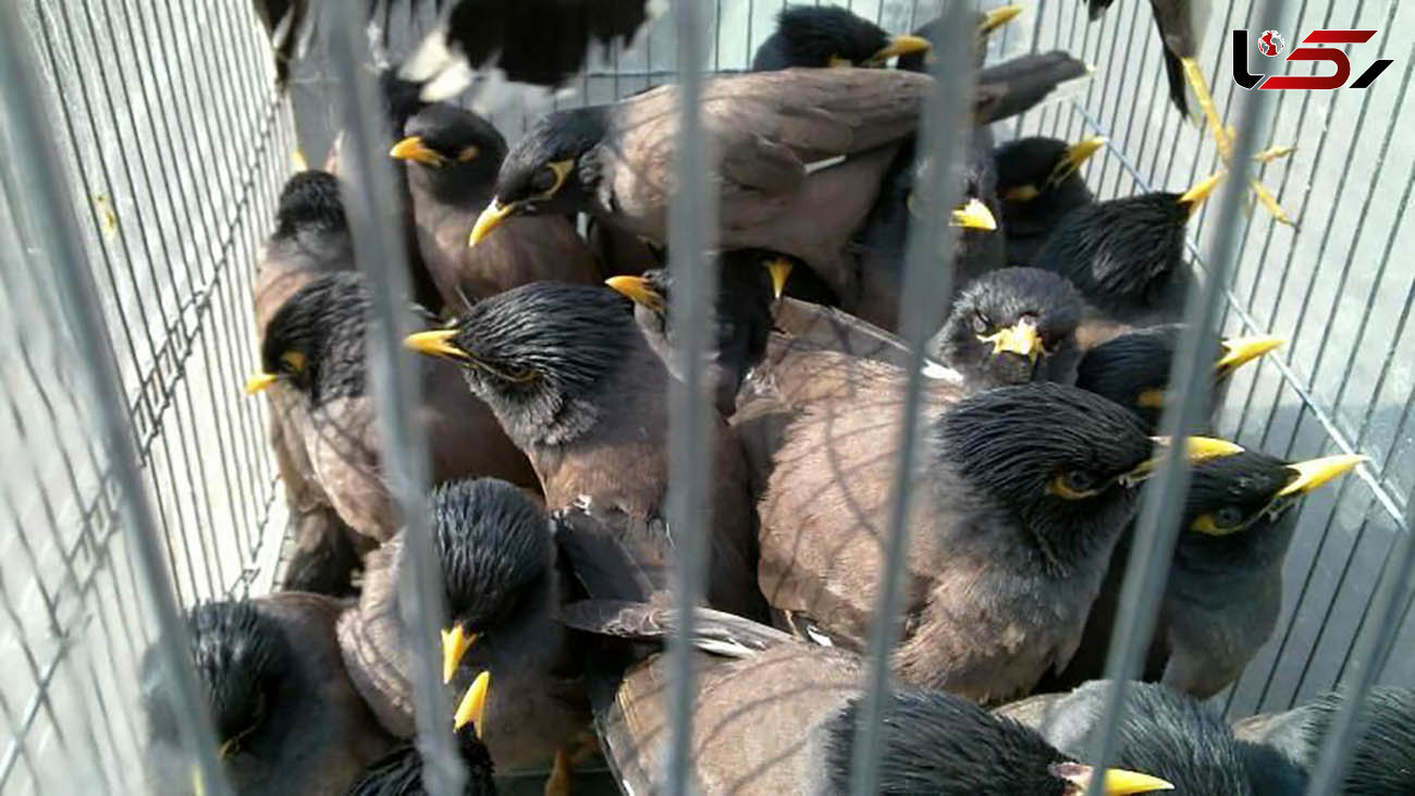 کشف ۳۰۰ قطعه پرنده بصورت غیر مجاز در سیستان و بلوچستان 
