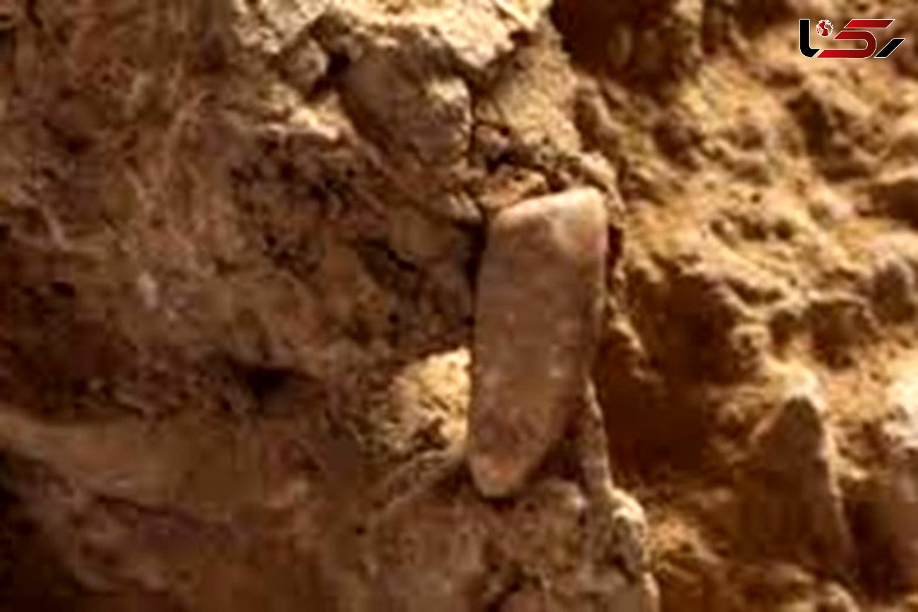 کشف دندان شیری ۵۶۰ هزار ساله +تصاویر
