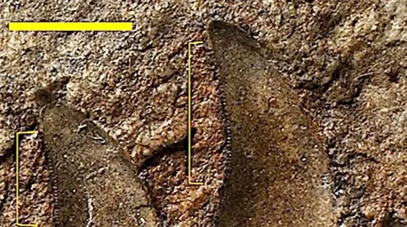 داستان یک دایناسور 125 ساله: کشف مهم پژوهشگران در ولز