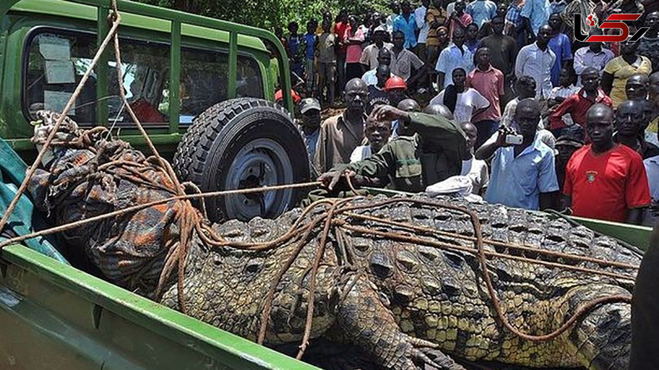 'Immortal' killer croc known as Osama killed 80 people from just one African village
