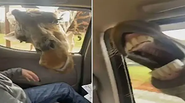 وحشت یک خانواده از گورخر و زرافه شکمو + فیلم / امریکا